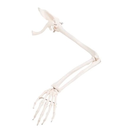 Fabrication Enterprises 3B Anatomical Model - Loose Bones, Arm Skeleton with Scapula and Clavicle, Left 12-4583L
